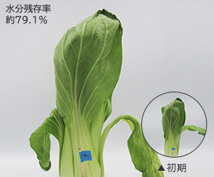 水分残存率約90.3％