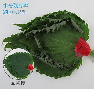 水分残存率 約77.9％