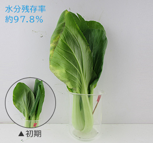 水分残存率 約95.6％