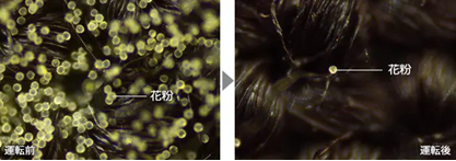 衣類についた花粉の付着状況の比較
