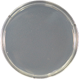 温水ミスト180分